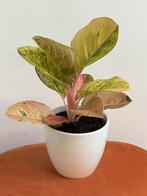 Aglaonema Apple Fantasy, Huis en Inrichting, Kamerplanten, Ophalen of Verzenden, Overige soorten, Minder dan 100 cm