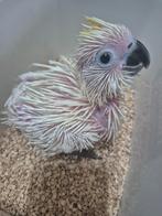 Middel geelkuifkaketoe, Dieren en Toebehoren, Vogels | Parkieten en Papegaaien, Mannelijk, Papegaai, Geringd