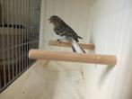 Jonge Gezonde Kanarie Pop Zwart Agaat met Witte Staart 2025., Dieren en Toebehoren, Vogels | Kanaries, Vrouwelijk, Kleurkanarie