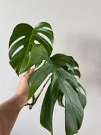 Stek 2 - monstera variegata, Huis en Inrichting, Kamerplanten, Ophalen, Halfschaduw, Minder dan 100 cm