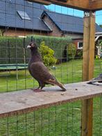 Postduiven duiven, Dieren en Toebehoren, Vogels | Duiven, Vrouwelijk, Postduif
