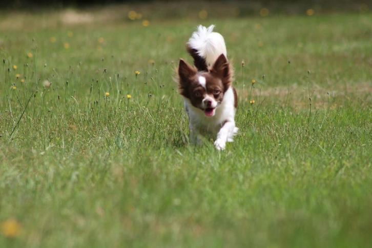 2 chihuahua teefjes, Dieren en Toebehoren, Honden | Chihuahua's en Gezelschapshonden, Teef, Chihuahua, Fokker | Hobbymatig, Meerdere