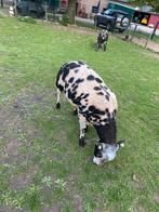 Bonte dekram, Dieren en Toebehoren, Mannelijk, Schaap