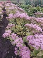20x Roze Sedum, Ophalen, Vaste plant, Overige soorten
