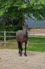 Grote 2.5 jarige Friese merrie van Gosse 526, Dieren en Toebehoren, Paarden, Merrie, 160 tot 165 cm, Dressuurpaard, 3 tot 6 jaar