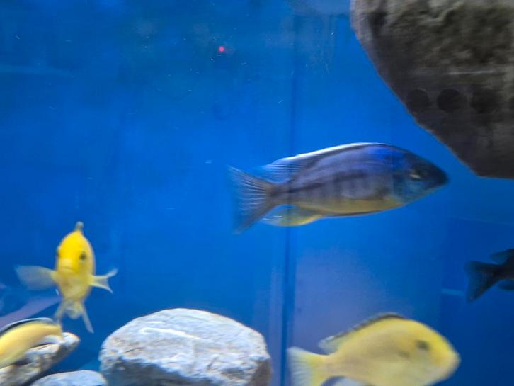 Malawi Protomelas spilonotus tanzania man, Dieren en Toebehoren, Vissen | Aquariumvissen, Vis