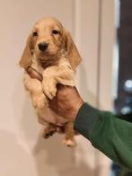 Basset Fauve de bretagne met vleugje colllie meteen mee, Parvo, Basset, 8 tot 15 weken, Meerdere dieren