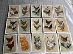 61 kaarten postkaarten kippen rassen, Ophalen of Verzenden, Ongelopen, Vogel