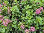 Escallonia 'Pink Elle', Overige soorten, Vaste plant, Ophalen of Verzenden, Halfschaduw