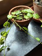 4 verschillende kamerplanten in 1 koop, Ophalen, Halfschaduw, Minder dan 100 cm
