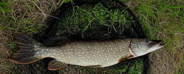 Set G 7 & set G 8 van elk 2 stuks polder snoekspinners beschikbaar voor biedingen