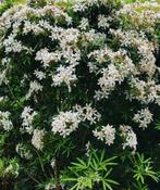 CHOISSYA  White Dazzler - Glansmispel, Vaste plant, Halfschaduw, Lente, Ophalen