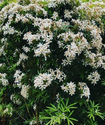 CHOISSYA  White Dazzler - Glansmispel beschikbaar voor biedingen