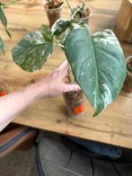 Meerdere Monstera Albo Variegata stekken (2 stekken per pot), Huis en Inrichting, Kamerplanten, Ophalen of Verzenden, Halfschaduw