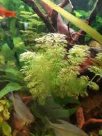 Limnophila sessiliflora 
Dwerg Ambuliap, Dieren en Toebehoren, Vissen | Aquaria en Toebehoren, Ophalen of Verzenden, Nieuw