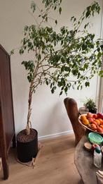 Treurvijg 2,5M hoog, Ophalen