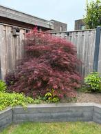 Mooie Japanse esdoorn (acer), Tuin en Terras, Planten | Bomen, Ophalen, Halfschaduw, Overige soorten, Lente