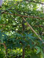 Leivorm amberboom liquidabar worplesdon, Tuin en Terras, Planten | Bomen, Halfschaduw, Overige soorten, Ophalen of Verzenden