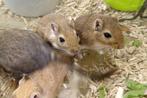 Gerbils (woestijnratjes), Dieren en Toebehoren, Augustus, Vrouwelijk, Rat