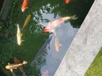 Te koop mooie kois, Dieren en Toebehoren, Vissen | Vijvervissen, Karper of Koi