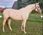 Mooie jonge palomino merrie – leergierig talent met potentie, Dieren en Toebehoren, Pony's