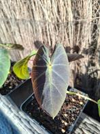 Colocasia esculenta ahola, Ophalen of Verzenden, Zomer, Overige soorten