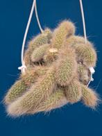 Cactus Hildewintera Colademononis p15, Ophalen of Verzenden, Cactus, Volle zon, Minder dan 100 cm