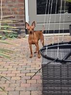Mooie gezonde dwerg pincher pups, met klik mogen gelijk mee, Parvo, Overige rassen, 8 tot 15 weken, Meerdere