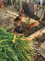 Maleier haan en hen, Dieren en Toebehoren, Pluimvee, Meerdere dieren, Kip
