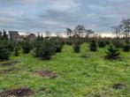 Te koop (partij) Kerstbomen, Tuin en Terras, Ophalen, Volle zon, Overige soorten, 100 tot 250 cm