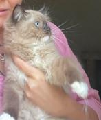 Ragdoll kittens met stamboom, Dieren en Toebehoren, Katten en Kittens | Raskatten | Langhaar, Kater, Ontwormd