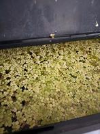 Drijfplanten voor aquarium - schoon en helder water!, Ophalen of Verzenden, Nieuw, Plant(en), Steen of Hout