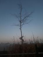 rode beuk, Ophalen of Verzenden, Volle zon, Overige soorten