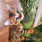 ☆Top ras☆ Bengaalse kittens met stamboom, kampioenline 🏆, Meerdere dieren, Met stamboom
