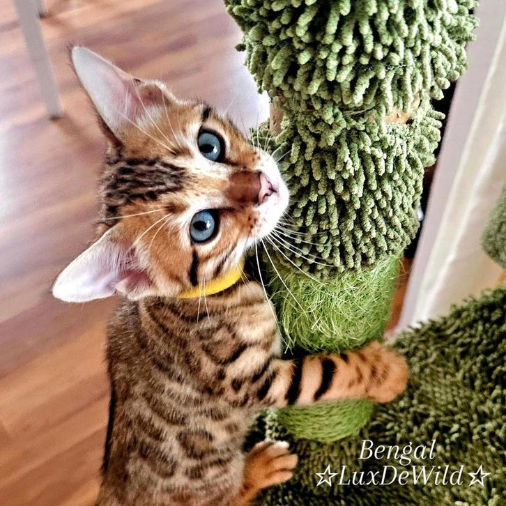 ☆Top ras☆ Bengaalse kittens met stamboom, kampioenline 🏆, Dieren en Toebehoren, Katten en Kittens | Raskatten | Korthaar, Meerdere dieren