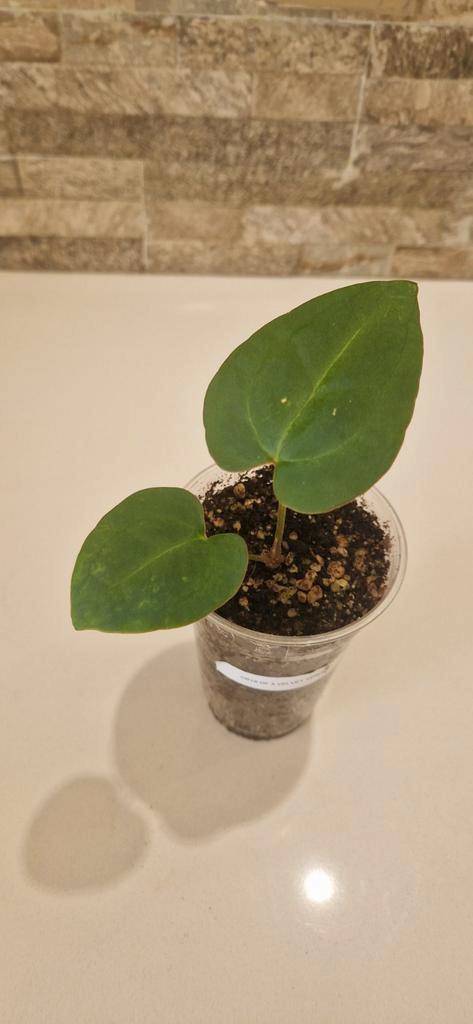 Anthurium crystalinum x velvet verde, Huis en Inrichting, Kamerplanten, Overige soorten, Minder dan 100 cm, Ophalen of Verzenden