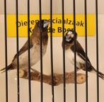 Koppeltje Japanse meeuwtjes, Dieren en Toebehoren, Vogels | Overige Vogels, Meerdere dieren, Tropenvogel
