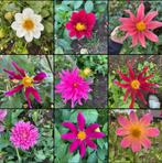Mooie Dahlia knollen te koop, Ophalen of Verzenden, Voorjaar, Volle zon, Knol