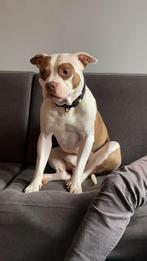 Chuckie afstaan, Dieren en Toebehoren, Honden | Bulldogs, Pinschers en Molossers, Rabiës (hondsdolheid), Reu, Bulldog, Eén hond