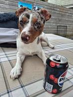 Dekreu aangeboden! Jack russel merle, Rabiës (hondsdolheid), Jack Russell Terriër, Reu, 1 tot 2 jaar