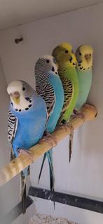 2 koppel grasparkieten, Dieren en Toebehoren, Meerdere dieren, Parkiet