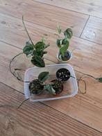diverse scindapsus en epipremnum pinnatum aurea stekken, Ophalen of Verzenden, Overige soorten, Minder dan 100 cm