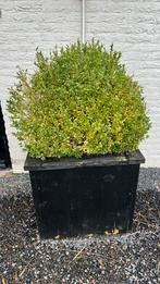 Buxusplant met houten bak, Tuin en Terras, Minder dan 100 cm, Buxus, Struik, Ophalen