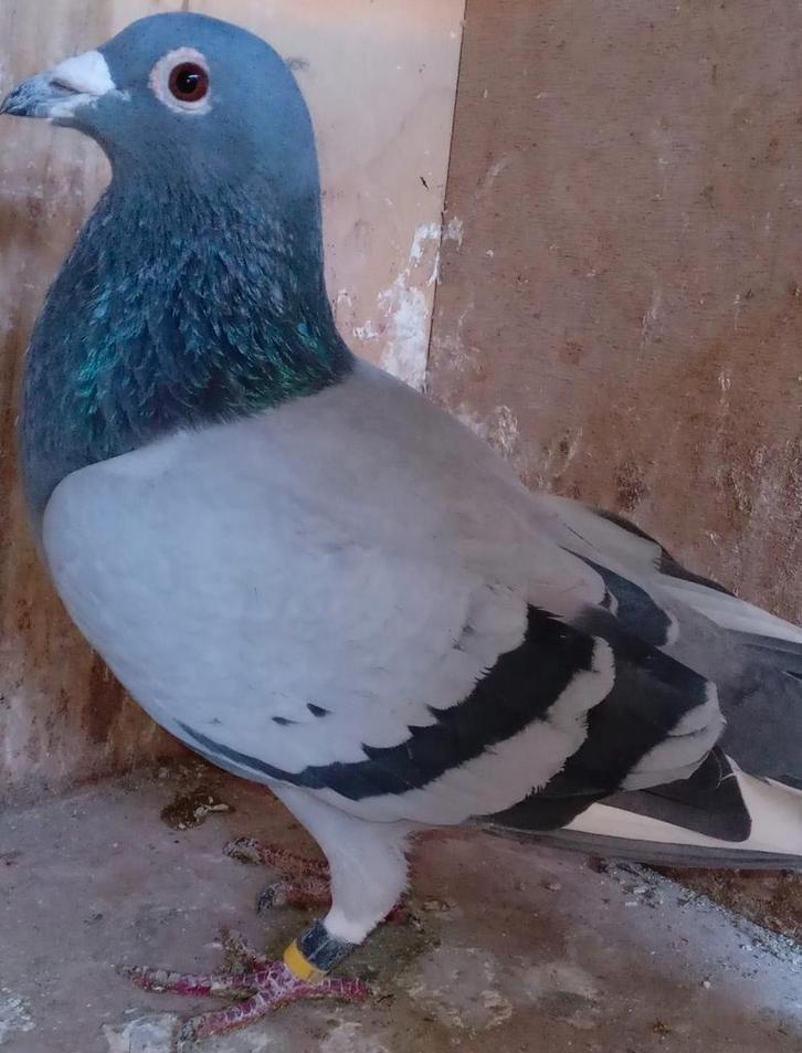 POSTDUIF DOFFER, Dieren en Toebehoren, Vogels | Duiven, Postduif, Vrouwelijk