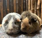 Cavia zeugjes Mila & Lexi, Dieren en Toebehoren, Cavia, Juli, Vrouwelijk, Tam