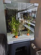 Aquarium 34x34x41 compleet met Pomp, planten etc., Ophalen