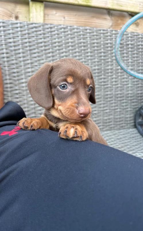Mooie gladharige dwerg teckel pups, Dieren en Toebehoren, Honden | Teckels en Dashonden, Meerdere dieren, Korthaar, Dwerg, Particulier