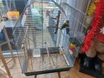 Te koop 2 dwergpapegaaien +kooi+toebehoren., Ophalen of Verzenden, Metaal, Vogelkooi