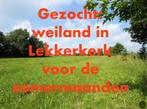 Weiland voor paarden (huur of koop) – Lekkerkerk e.o., Dieren en Toebehoren, Stalling en Weidegang, Weidegang