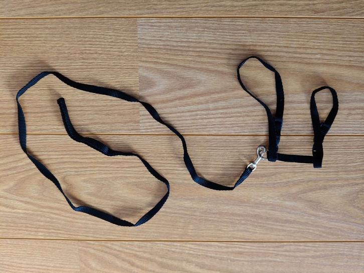 Kattentuigje / riempje voor kittens plus bandjes, Dieren en Toebehoren, Kattenhalsbanden en Penningen, Ophalen of Verzenden